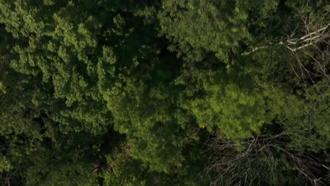 Flying-Above-Lush-Green-Forest-In-Frontenac-State-Park,-Minnesota,-United-States---drone-shot