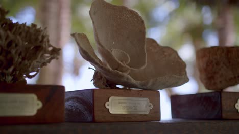 Sponge-Coral-Reef-Displayed-At-Museum-Exhibit