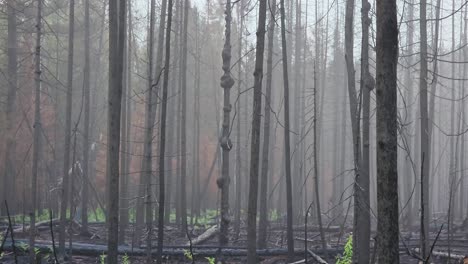 Bosque-Dañado-Por-El-Fuego-Con-Nueva-Vida-En-Regeneración