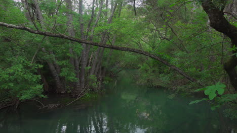 Grün-Des-Krka-Nationalparks,-Das-Aus-Dem-Wasser-Wächst