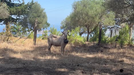Curious-domestic-mountain-goat-with-bell-on-greek-island,-looking-at-camera