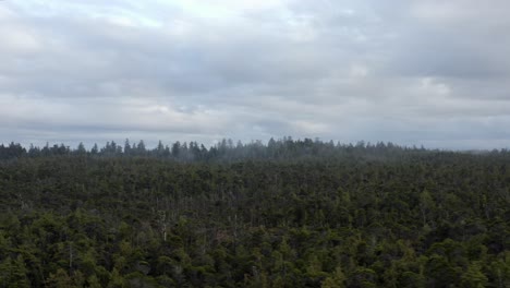 Bosque-Siempre-Verde-Durante-El-Día-Nublado