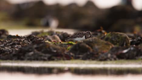 Medium-shot-of-a-ruddy-turnstone-walking-among-piles-of-seaweek-and-kelp-that-washed-up-on-shore-during-low-tide-as-it-forages-for-food-in-the-late-afternoon,-slow-motion