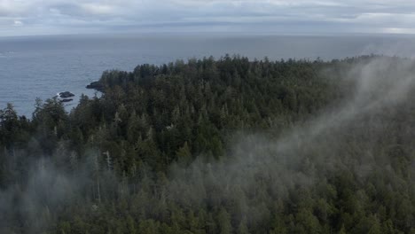 Üppiger-Nadelbaum-Während-Eines-Nebligen-Morgens-Am-Ufer-Von-Tofino,-Vancouver-Island,-BC,-Kanada