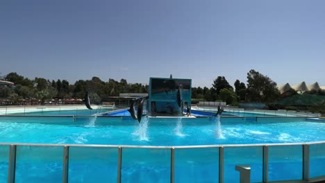 Delfines-Realizando-Saltos-Acrobáticos-En-La-Piscina-Delfinario.