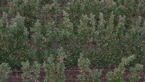 Üppige-Apfelbäume-Im-Okanagan:-Luftaufnahme-Der-Obstgartenreihen-In-British-Columbia