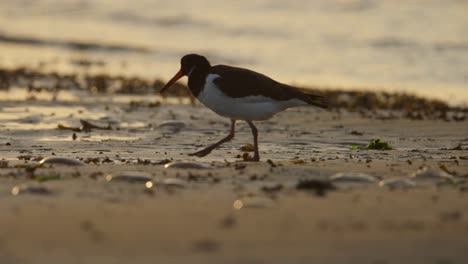 Close-up-of-a-Eurasian-Oystercatcher-in-late-afternoon-walking-and-probing-the-sand-for-food-along-the-beach-with-gentle-waves-in-the-background