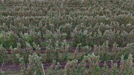 Fruchtbare-Reihen-Im-Okanagan-Valley-In-British-Columbia:-Ein-Blick-Einer-Drohne-Auf-Apfelbaumfarmen