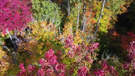 Lebendige-Herbstfarben-Der-Bäume-Im-Sonnigen-Naturpark-In-Kanada