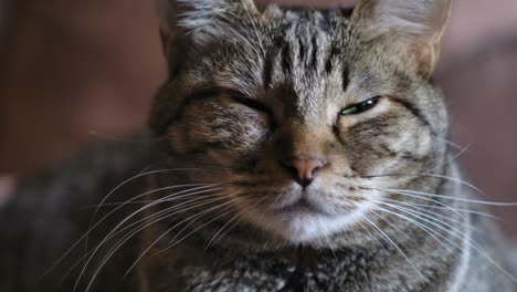 Nahaufnahme-Einer-Flauschigen-Katze,-Die-Die-Augen-Zusammenkneift