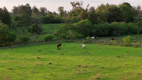Horses-grazing-in-a-splendid-green-field-at-Lago-neighborhood-in-Candelaria,-Misiones,-Argentina