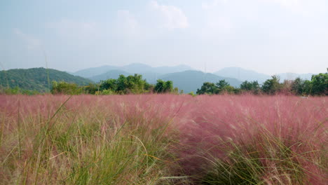 POV-Walking-Through-Pink-Muhly-Field-with-Scenic-Mountain-Range-Background