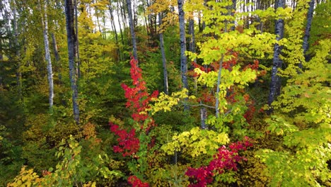 Red-Foliage-And-Dense-Oak-Trees-In-Dense-Nature-Park-In-Canada