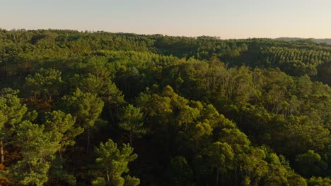 A-View-of-Peaceful-Pine-Forest-of-Malpica,-Spain---Drone-Flying-Forward