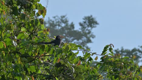 Die-Kamera-Zoomt-Heraus-Und-Zeigt-Dieses-Hübsche-Junge-Unter-Der-Morgensonne,-Den-Orientalischen-Rattenhornvogel-Anthracoceros-Albirostris,-Thailand