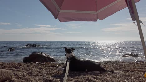 Alborán-Meer,-Spanien-–-Ein-Hund-Ruht-Unter-Einem-Regenschirm-Am-Meeresufer-–-Aus-Nächster-Nähe