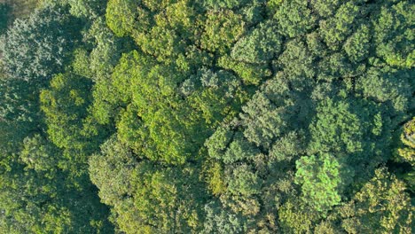 Flying-Over-Dense-Green-Forest-And-Treetops-During-Summer---drone-shot