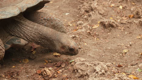 Nahaufnahme-Einer-Ruhigen-Riesenschildkröte-Auf-Dem-Boden