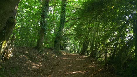 Trail-Through-Lush-Green-Forest---drone-forward
