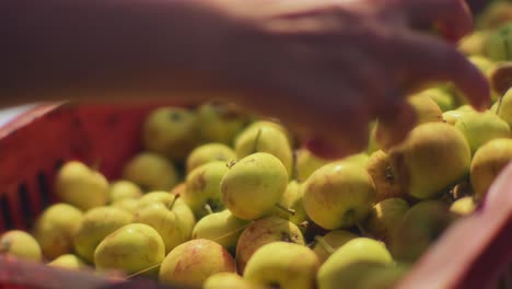 Macro-of-an-Person-Hand-Picking-Green-Apples-from-full-Red-Basket