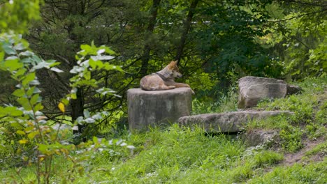 Un-Lobo-Sentado-Sobre-Una-Roca-De-Piedra-En-Medio-De-Una-Conservación-Silvestre