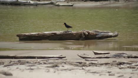 Witness-the-elegant-Variable-Oystercatcher-patiently-waiting-on-a-weathered-log,-a-tranquil-moment-in-its-coastal-sanctuary
