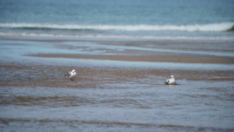 Watch-as-two-graceful-seagulls-gracefully-wade-in-a-tranquil-stream-along-the-pristine-beach