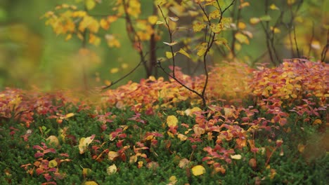 Leuchtende-Herbstfarben-Im-Unterholz-Der-Tundra