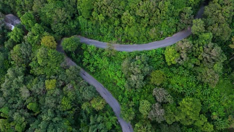 Static-vertical-drone-shot-of-a-curved-road-traveled-by-a-scooter-in-the-topical-forest-with-green-palms-and-trees-in-4K-on-Phuket-island