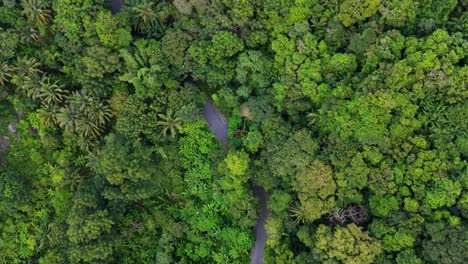 Vertical-drone-shot-behind-a-scooter-driving-on-a-curved-road-in-the-topical-forest-in-the-mountains-with-green-palms-and-trees-in-4K-on-Phuket-island