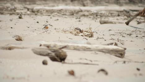 Marvel-at-the-quiet-elegance-of-a-New-Zealand-Dotterel-as-it-patiently-waits-on-the-sandy-shores