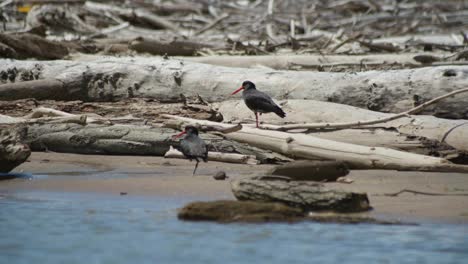 Observe-two-elegant-Variable-Oystercatchers-patiently-waiting-on-one-leg,-a-captivating-moment-in-the-serene-coastal-setting