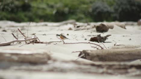 Observe-the-New-Zealand-Dotterel-as-it-gracefully-walks-to-the-left,-a-beautiful-display-of-avian-elegance-in-its-natural-habitat