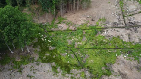 Drainage-ditches-in-the-middle-of-a-cleared-forest