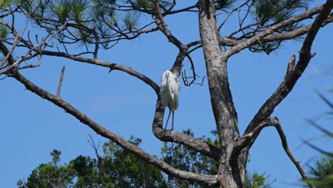 Great-Egret-perched-in-a-pine-tree-on-a-windy-day