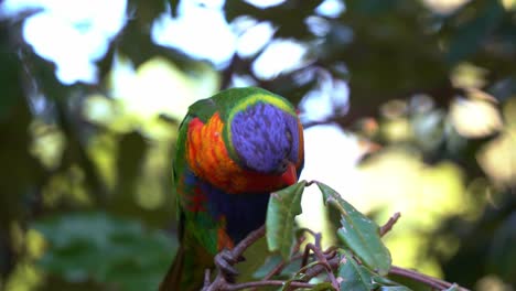 Rainbow-lorikeets,-trichoglossus-moluccanus,-spotted-in-its-natural-habitat,-perching-on-a-tree-branch-in-the-wild-nature,-scratching-its-beautiful-colourful-plumage-with-its-foot-claw,-close-up-shot