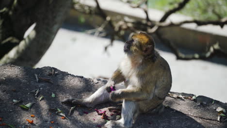 Lonely-monkey-sits-on-rock-and-eats,-close-up