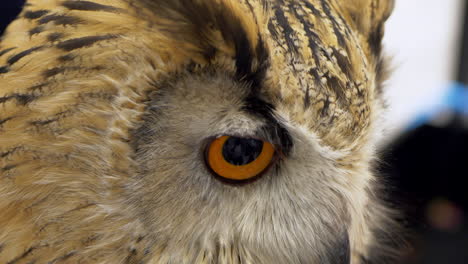 A-domesticated-yellow-feathered-owl-with-black-beak-showing-facing-one-side-revealing-only-one-eye
