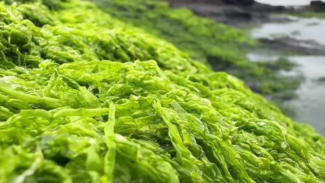 Closeup-of-neon-green-seaweed-on-the-seashore-in-Oregon,-USA