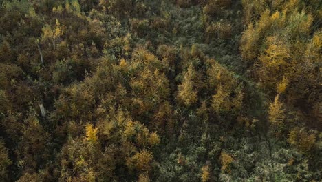 Coloridos-árboles-Del-Bosque-De-Otoño-A-Través-De-Drones-Durante-El-Otoño