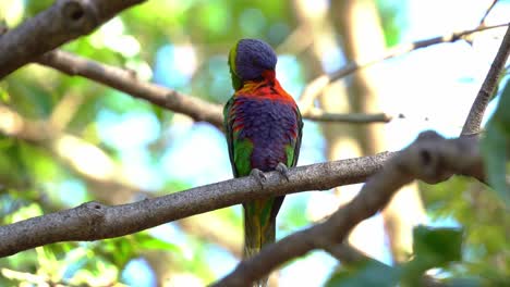 Wild-rainbow-lorikeets,-trichoglossus-moluccanus,-perching-on-a-tree-branch-in-its-natural-habitat,-preening-and-grooming-its-beautiful-vibrant-and-colourful-plumage,-close-up-shot