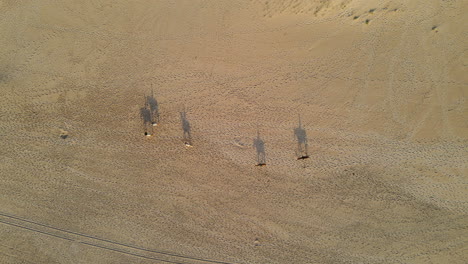 Aerial-view-of-group-of-horses-riding-one-after-another-on-the-sand-of-Bordeira-beach-Portugal-during-golden-hour