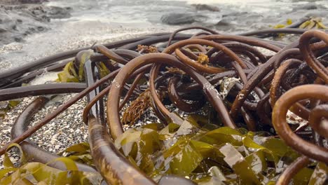 Closeup-of-seaweed-and-waves-in-Oregon,-USA