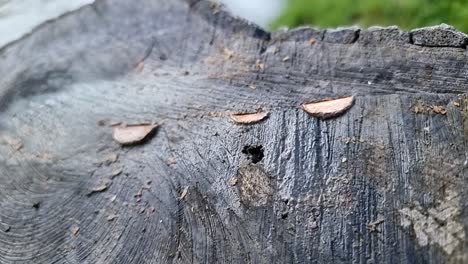 The-tradition-of-coins-beaten-into-felled-forest-tree-trunk-wood-grain-as-an-offering-of-luck-health-and-good-fortune
