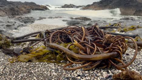 Closeup-of-seaweed-as-waves-splash-on-the-sandy-beach-in-Oregon,-USA