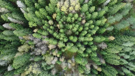 Aerial-looks-down-onto-conifer-trees-of-Finnish-northern-boreal-forest