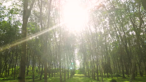 Pov-forward-walk-between-rubber-tree-forest-against-sun-rays-at-sky,-Thailand