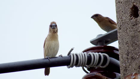 A-couple-of-sparrows-perching-on-an-electrical-post-in-a-cloudy-day