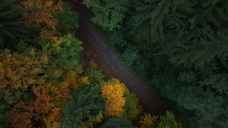 An-Einem-Kalten-Herbsttag-Geht-Der-Mann-Einen-Waldweg-Entlang-Zwischen-Den-Goldenen-Blättern-Der-Bäume