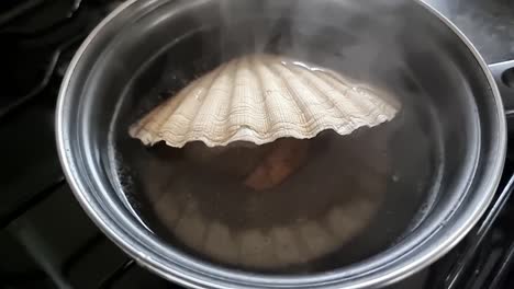 Slow-motion-steaming-fresh-Bay-scallop-shellfish-boiling-in-hot-kitchen-pan